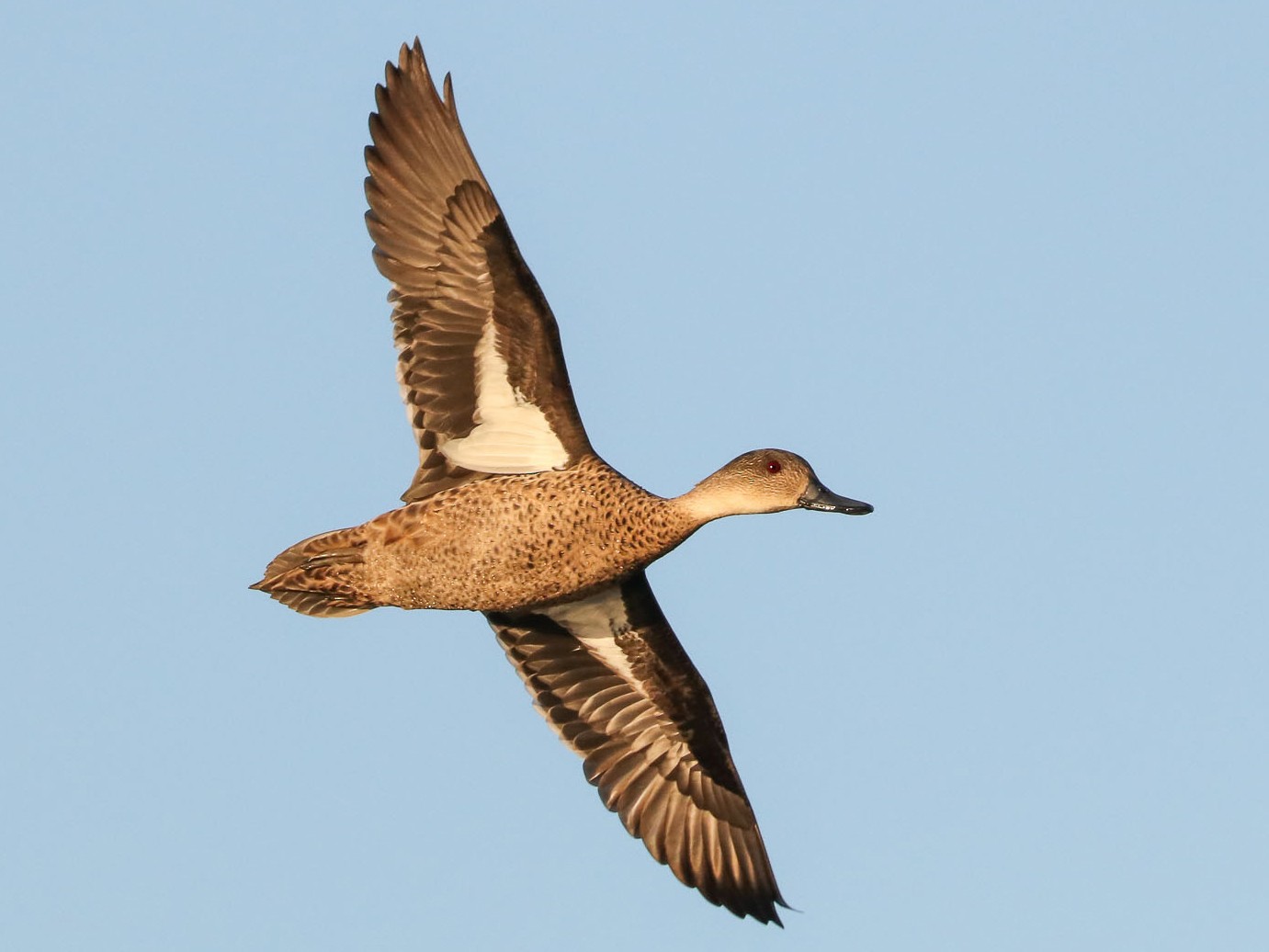 Gray Teal - Ged Tranter