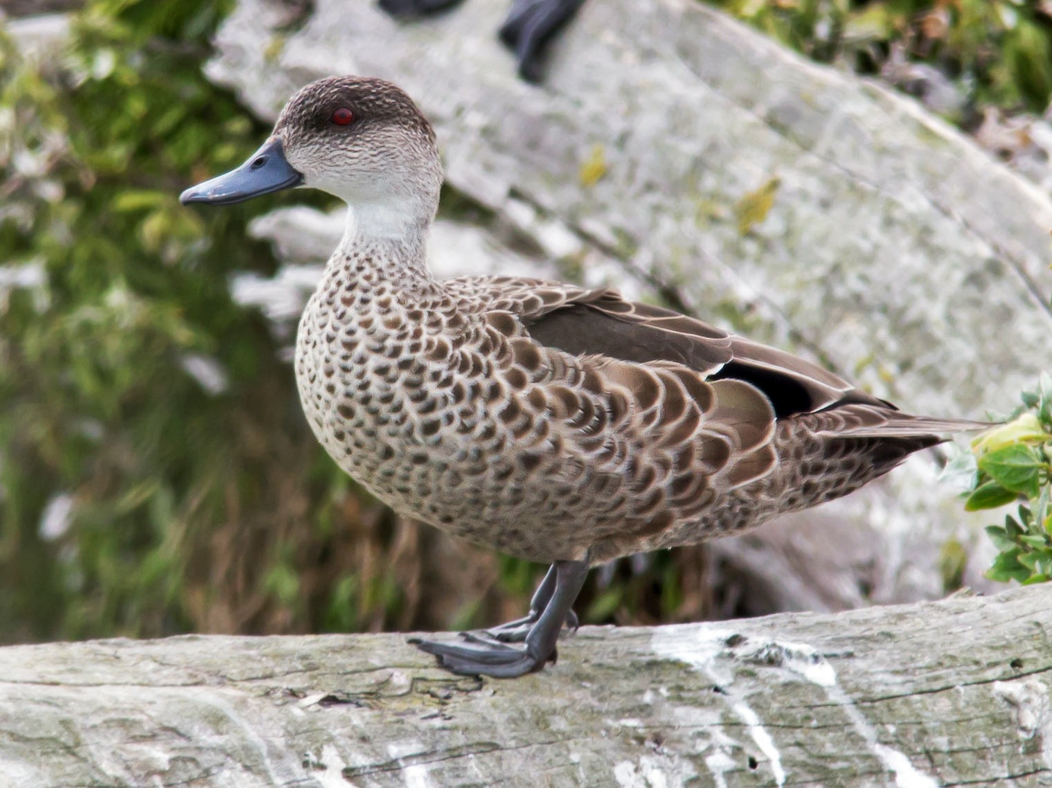 Gray Teal - Andrew Allen