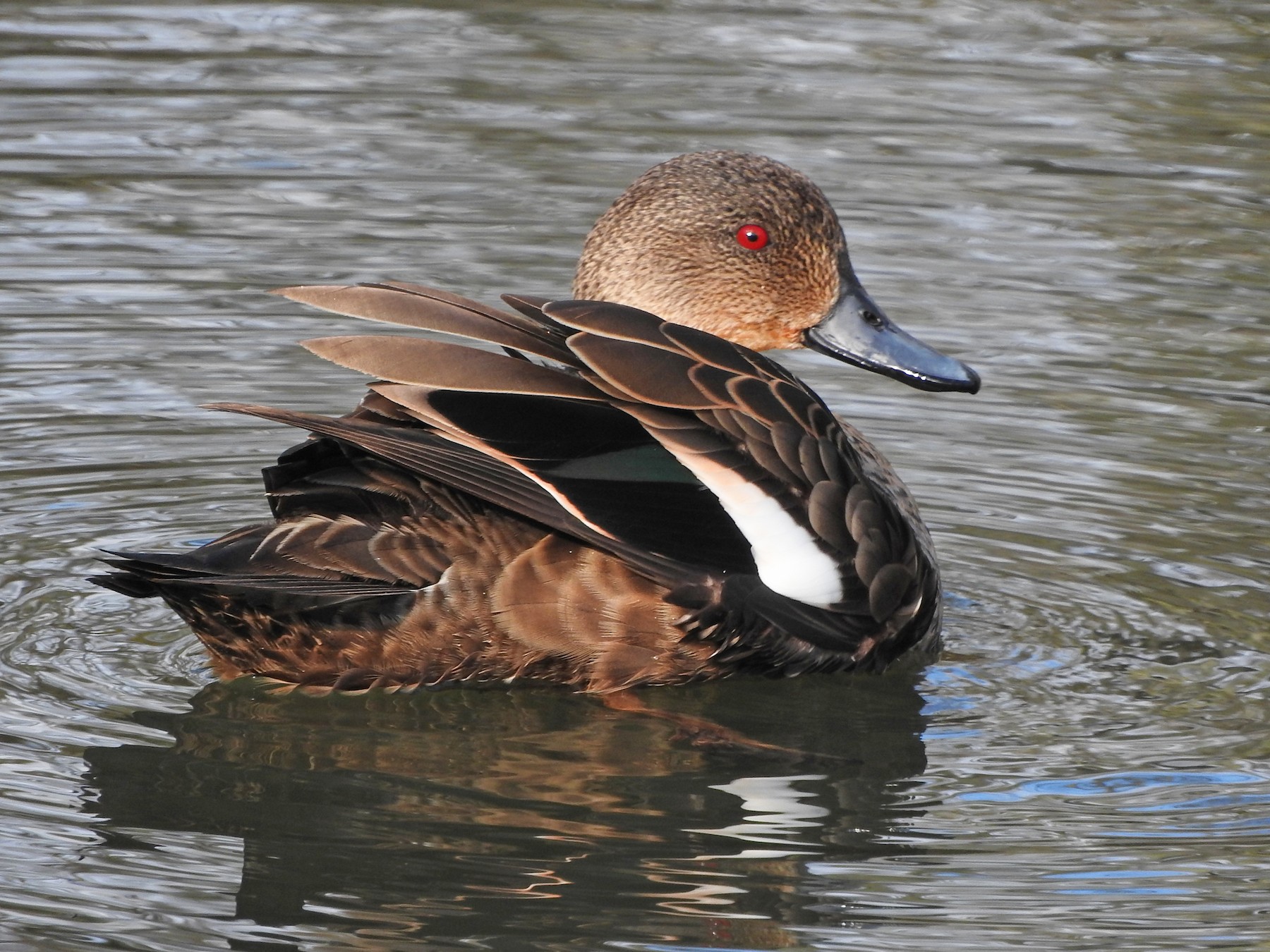 Gray Teal - Jeffrey Crawley