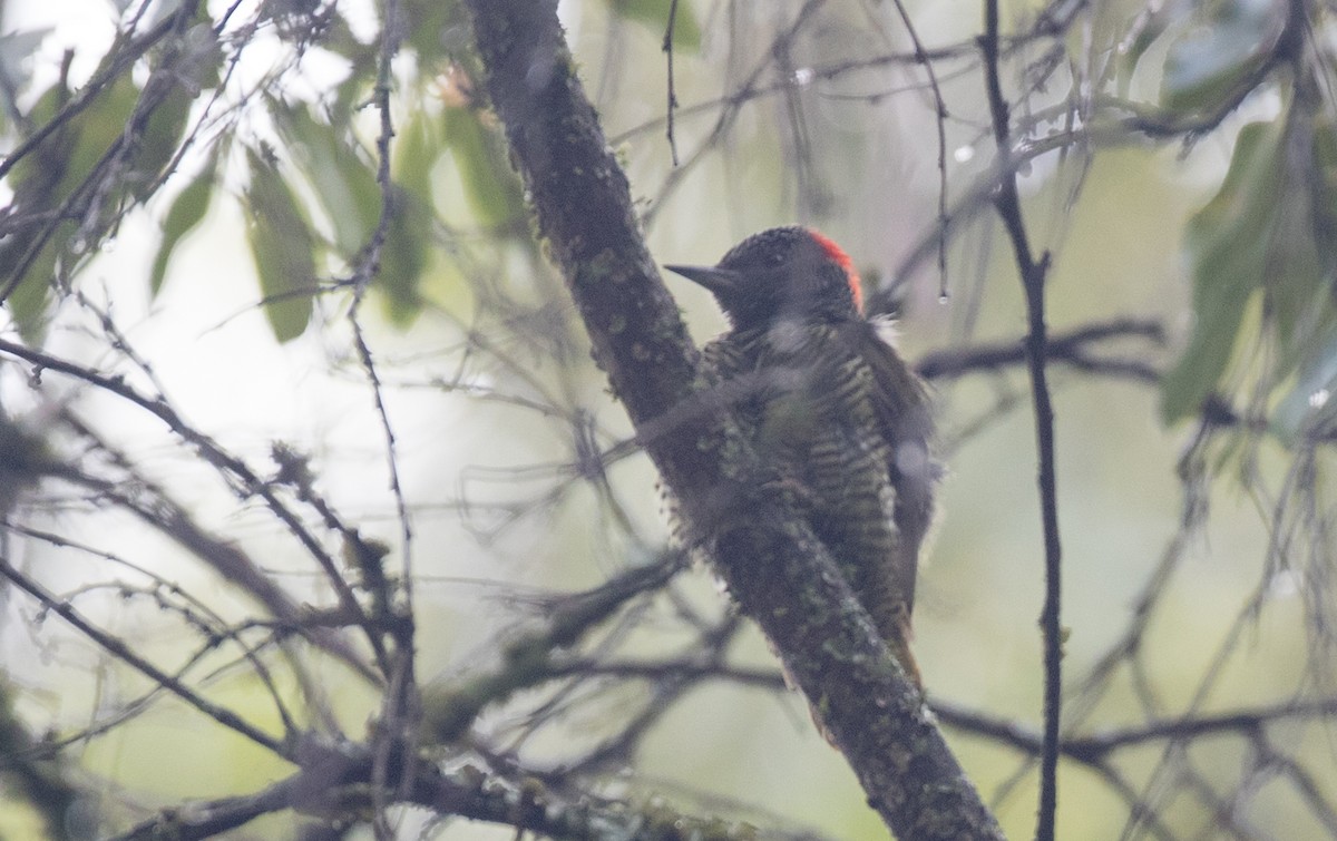 Fine-banded Woodpecker - Ian Davies