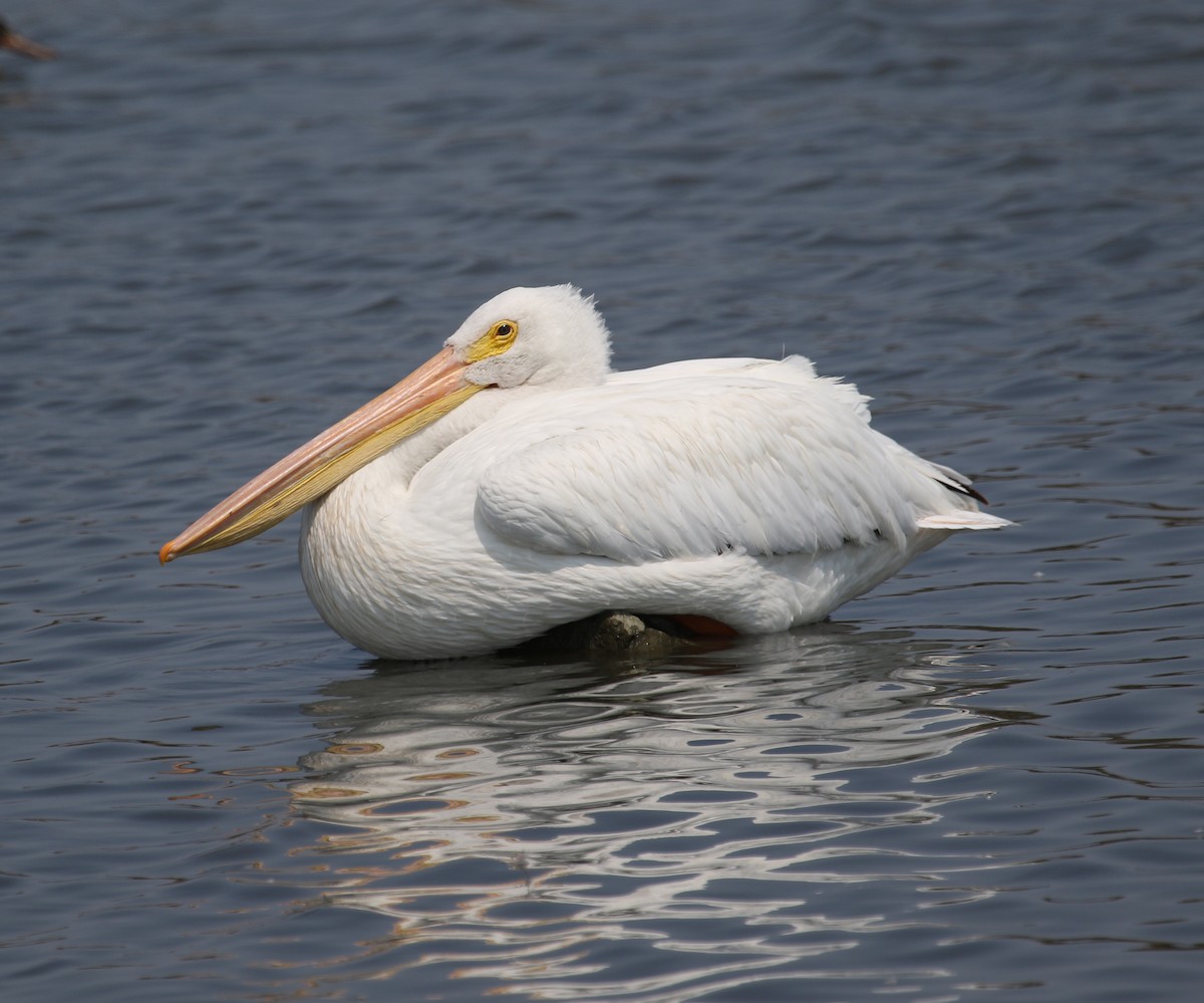 American White Pelican - Ezra Staengl