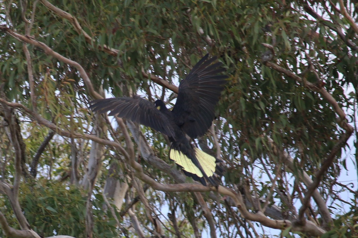 Yellow-tailed Black-Cockatoo - ML116458671