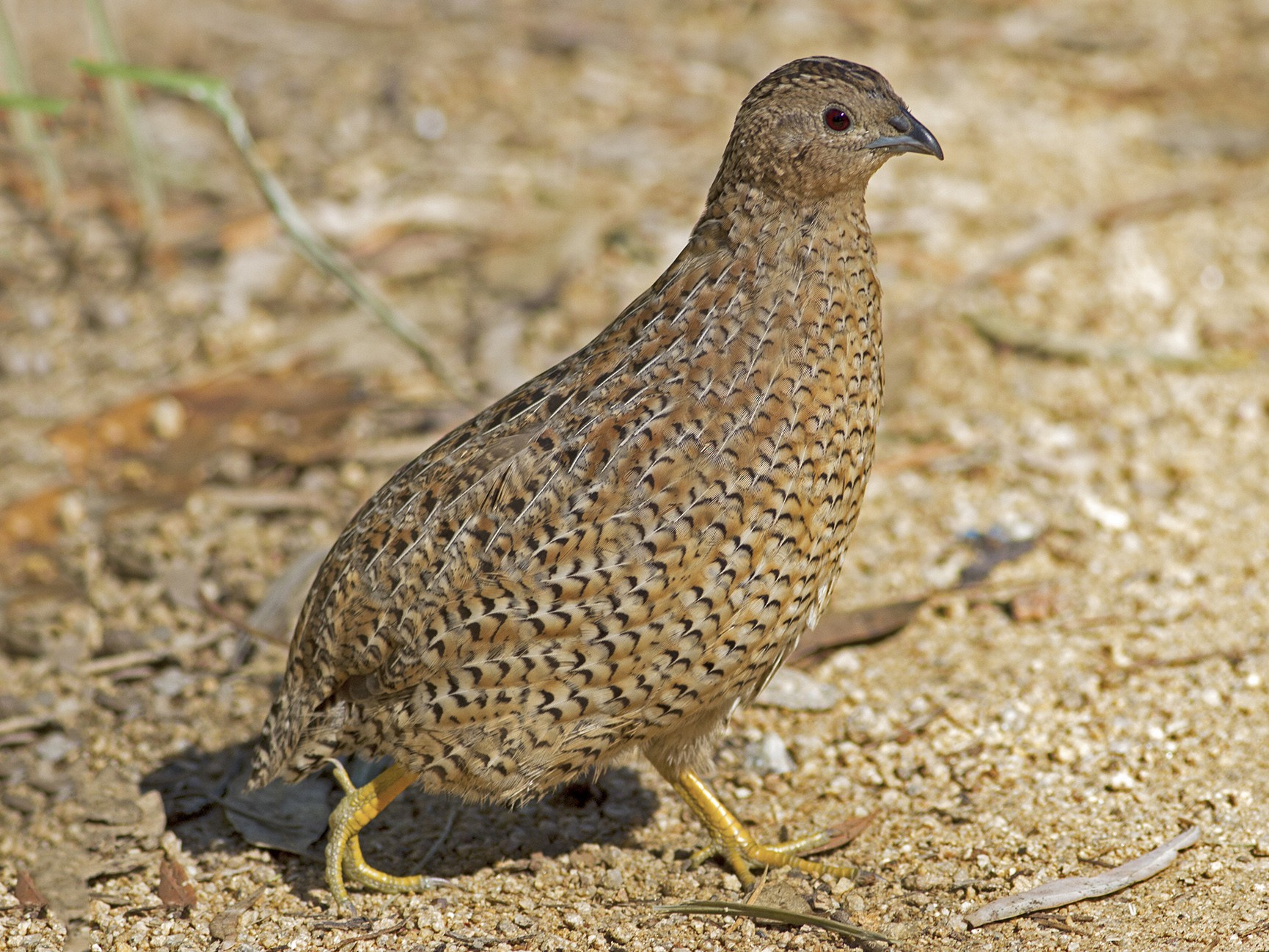 Brown Quail eBird