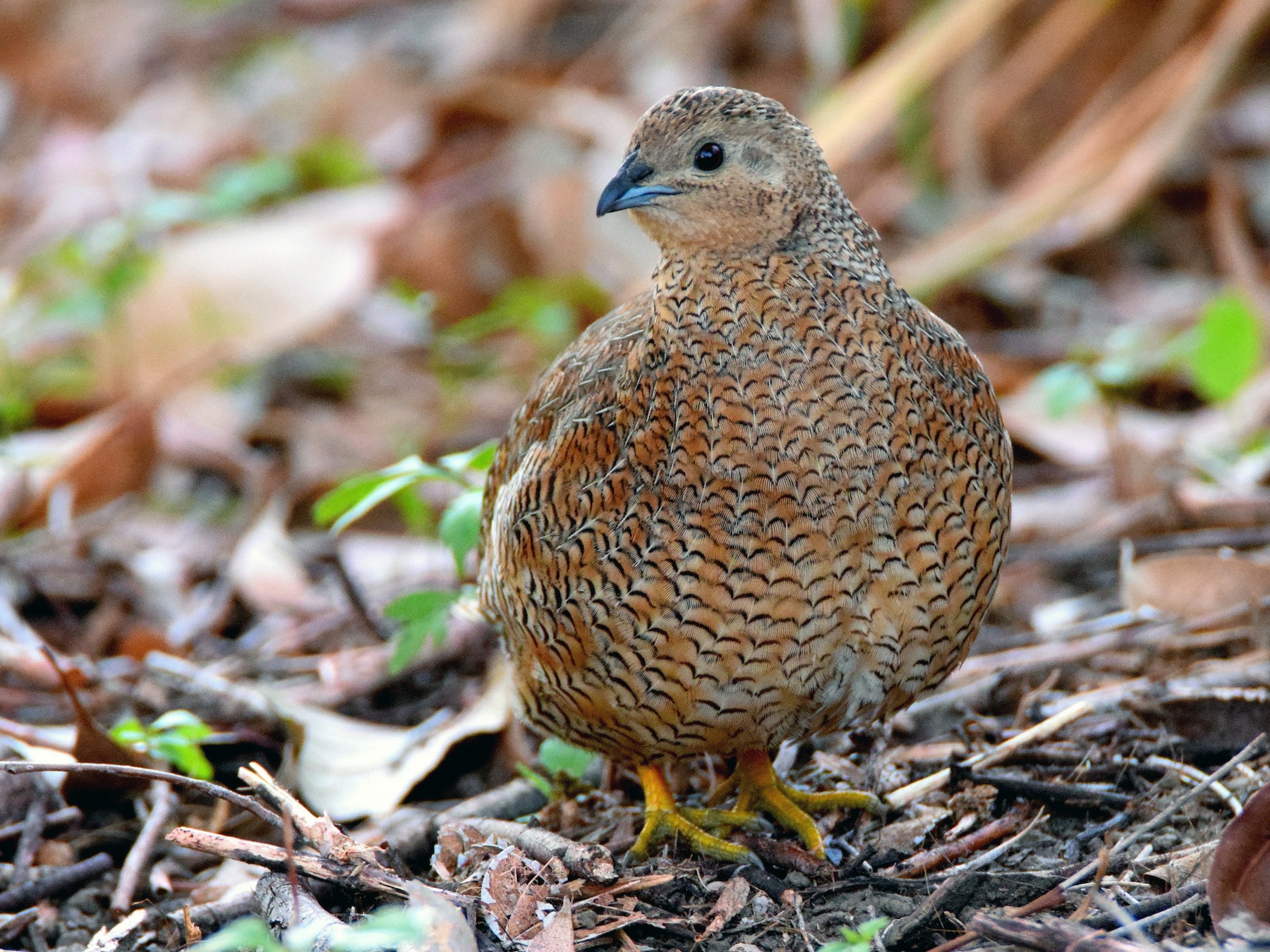 Brown Quail eBird