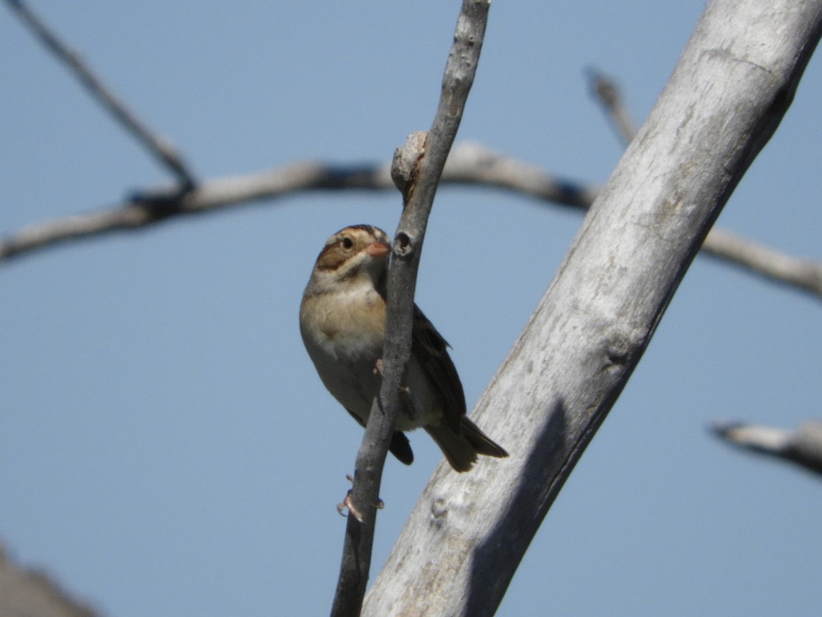 Clay-colored Sparrow - Cheri & Rich Phillips