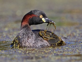 ノドグロカイツブリ - eBird
