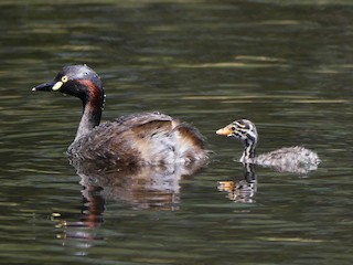 นกเต็มวัยชุดขนฤดูผสมพันธุ์ และนกเด็ก - Jenny Stiles - ML116459221