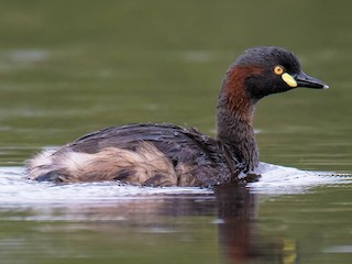 ノドグロカイツブリ - eBird