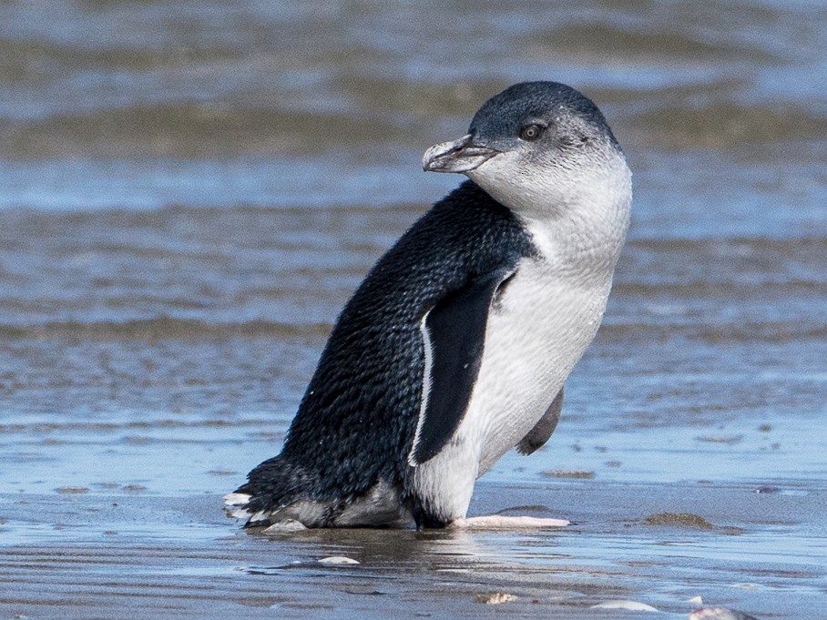 Little Penguin - John  Van Doorn