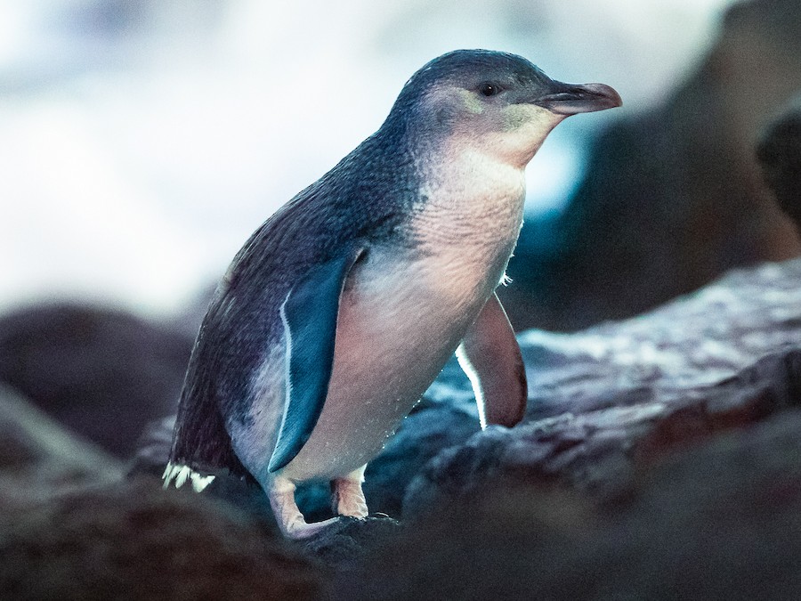 Known as a little penguin, little blue penguin, or fairy penguin