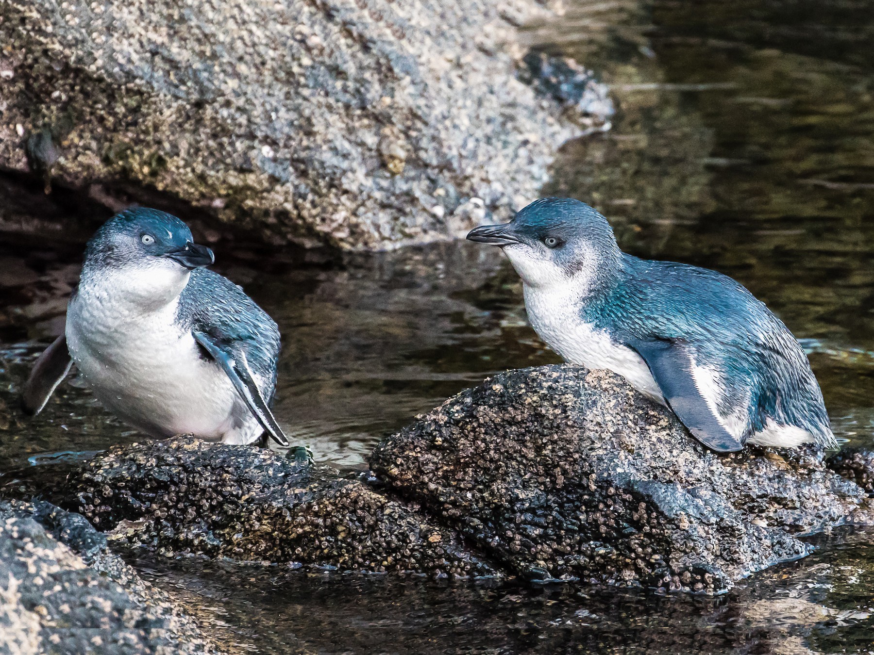 Little Penguin - eBird