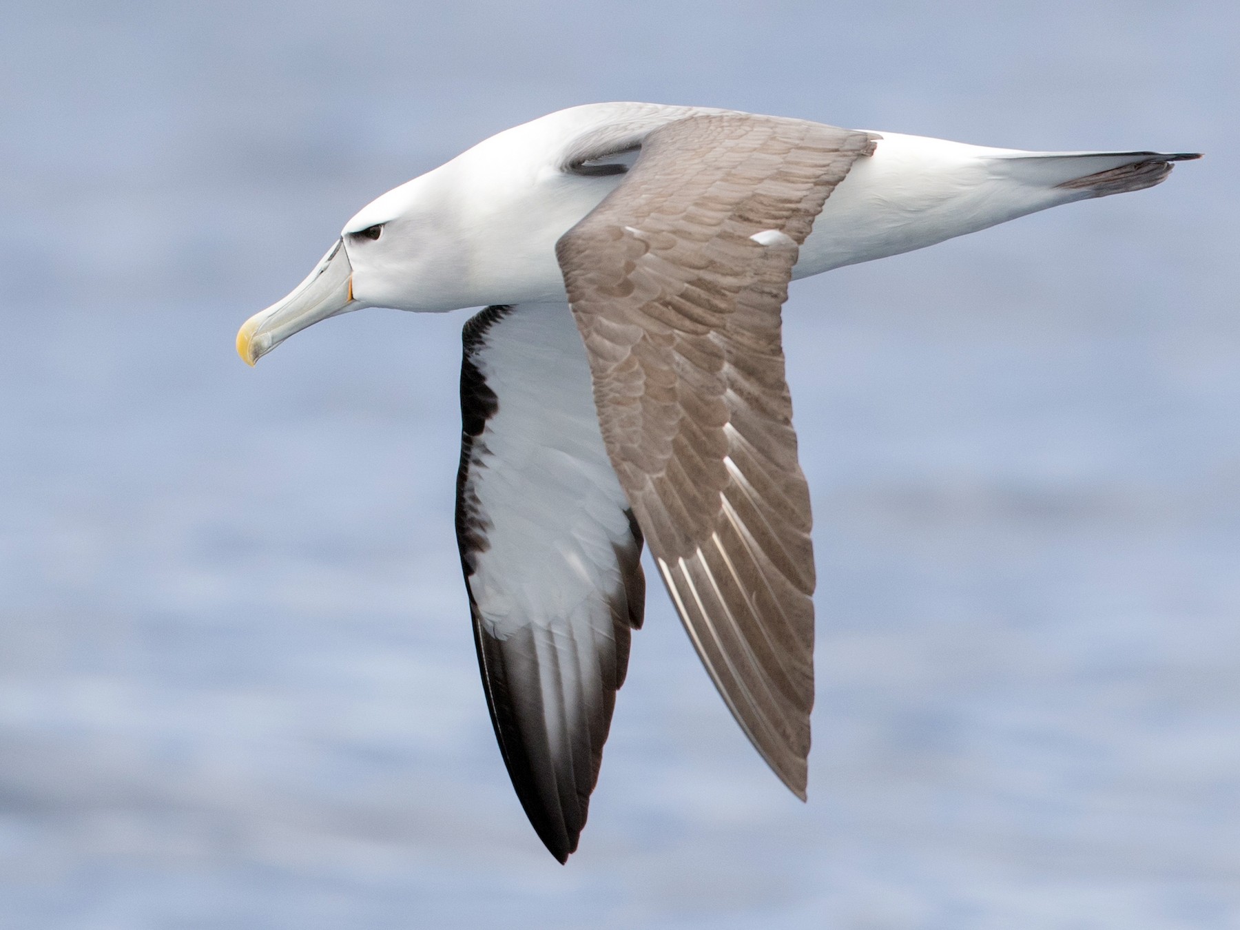 White-capped Albatross - Ian Davies