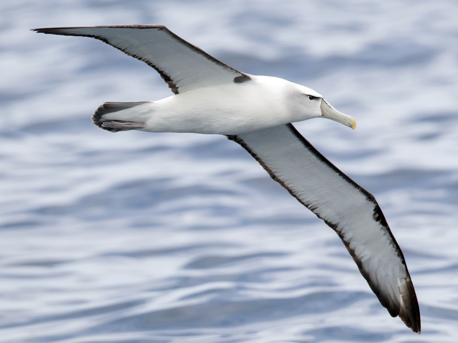 White-capped Albatross - Ian Davies