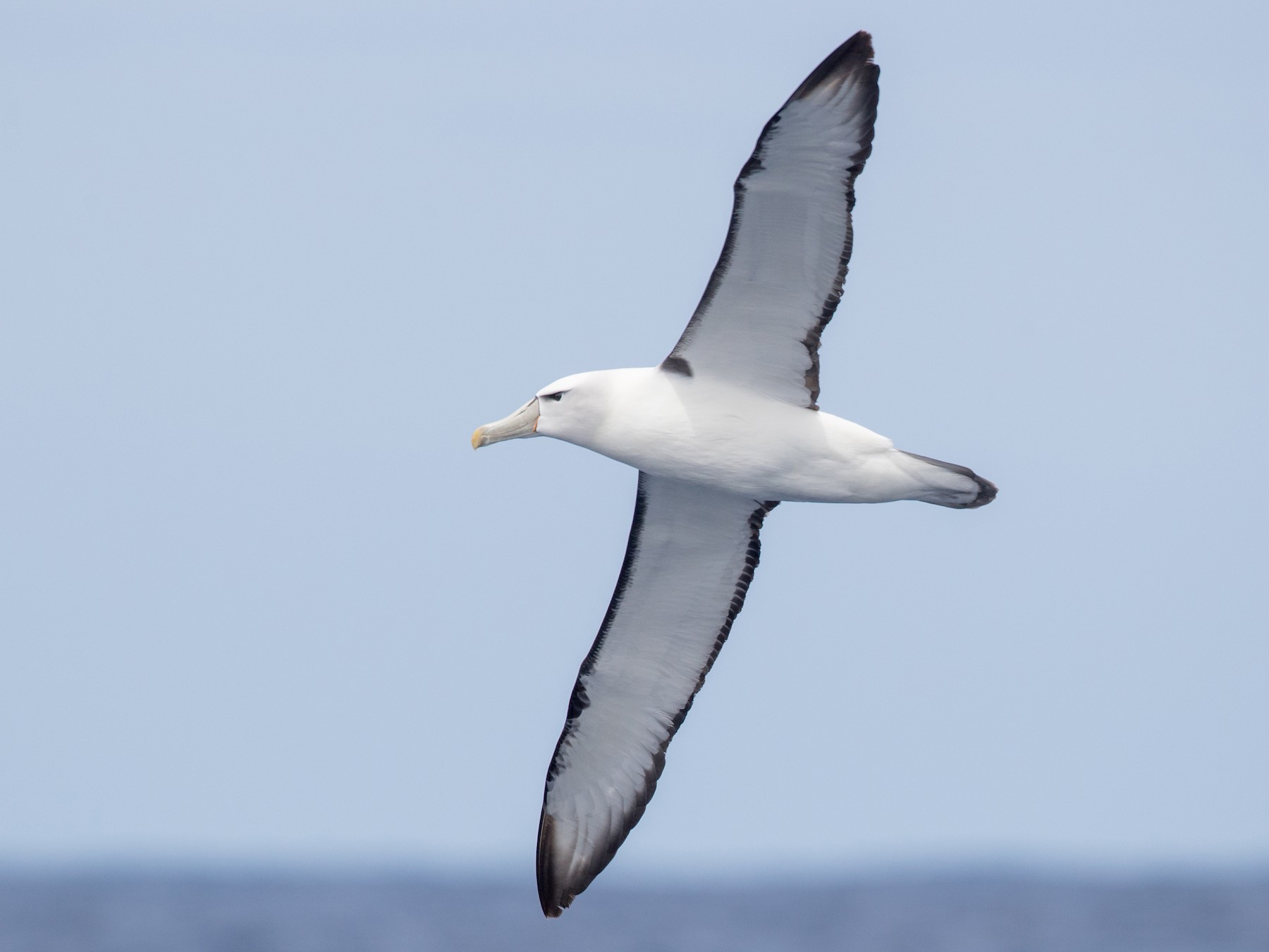White-capped Albatross - Ian Davies