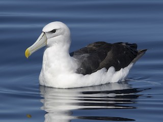  - White-capped Albatross