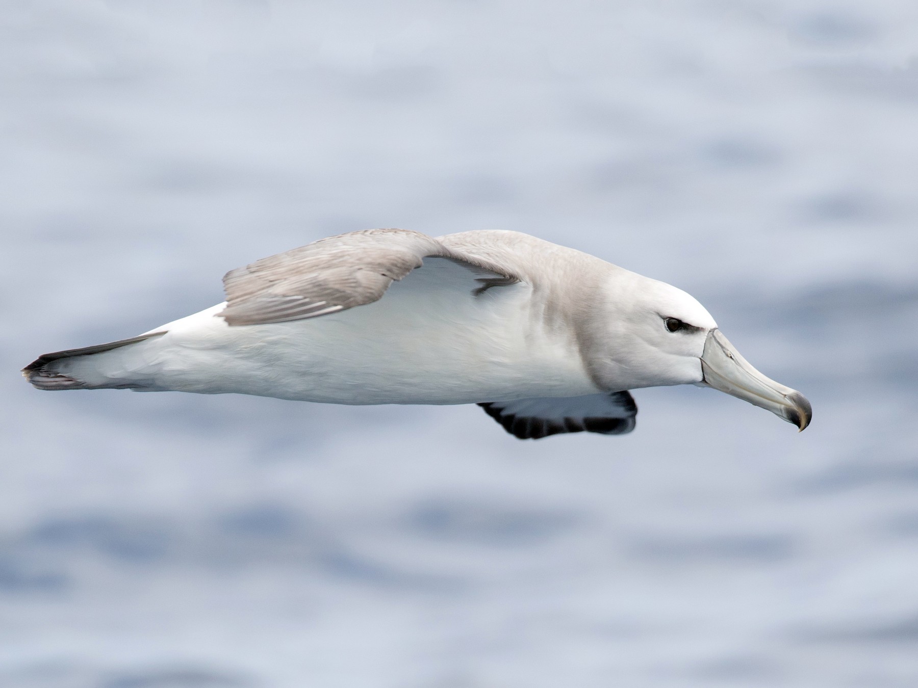 White-capped Albatross - Ian Davies