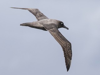  - Light-mantled Albatross