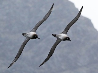  - Light-mantled Albatross