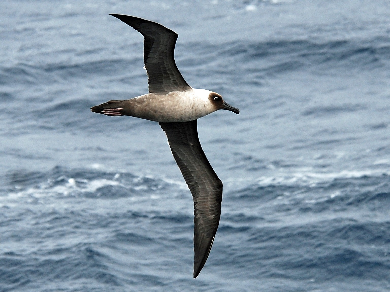 Light-mantled Albatross - Nigel Voaden