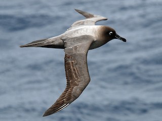  - Light-mantled Albatross