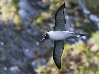  - Light-mantled Albatross
