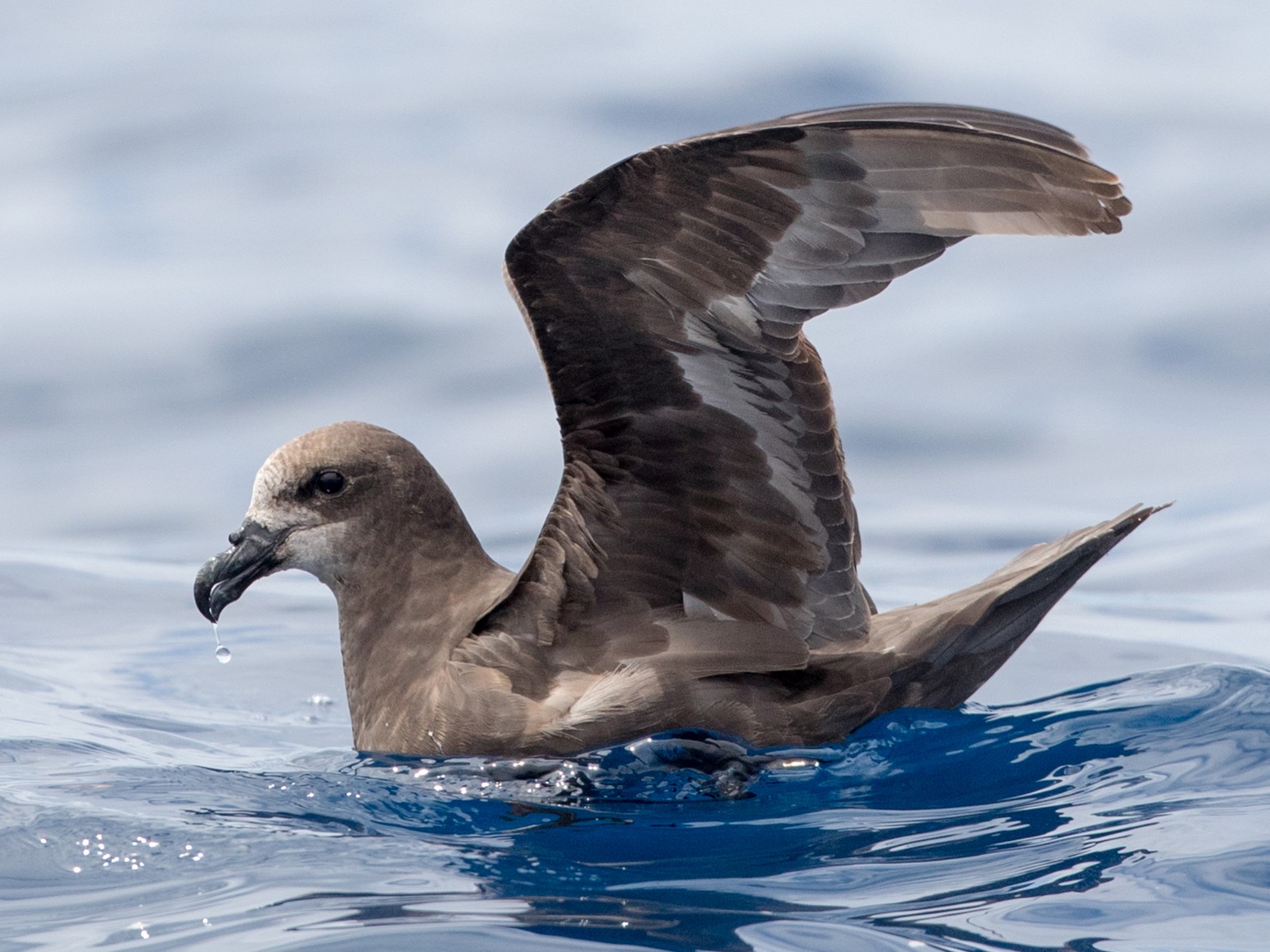 Gray-faced Petrel - Ian Davies