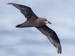  - Gray-faced Petrel