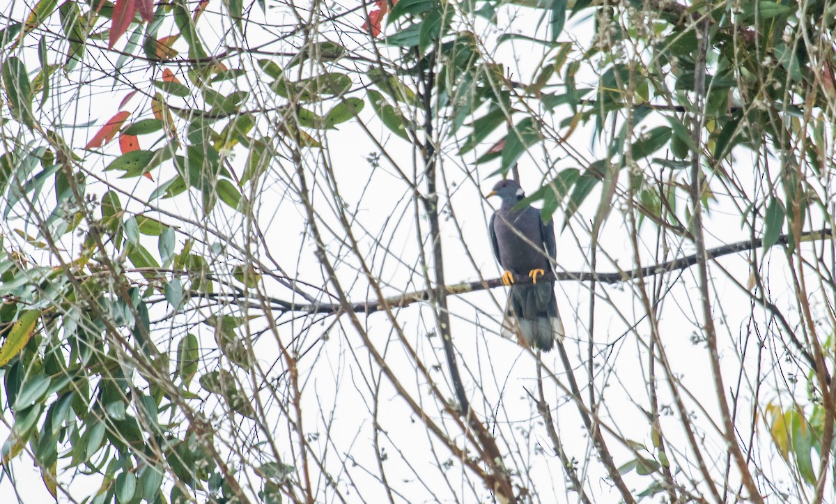Band-tailed Pigeon - ML116463801