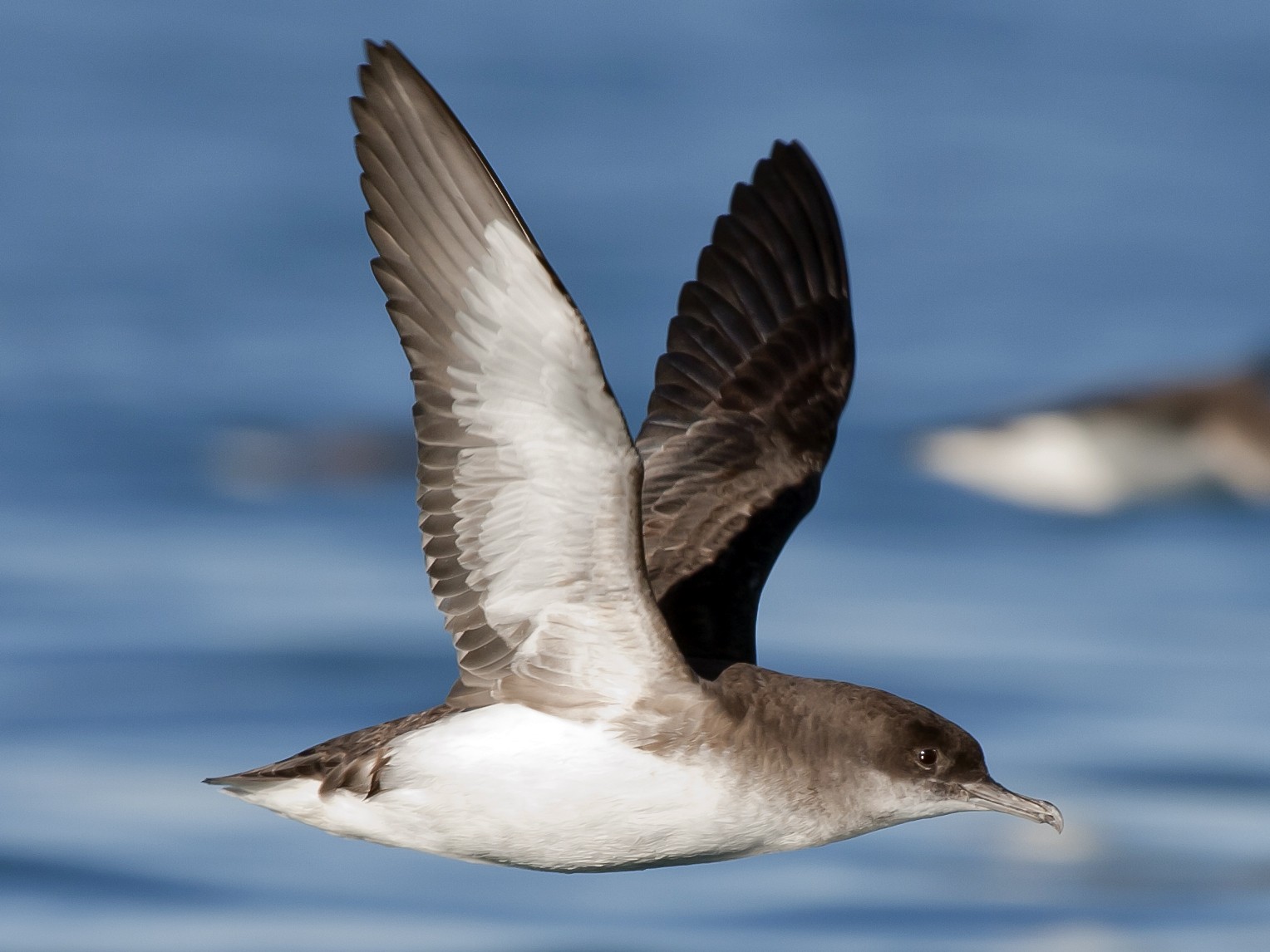 Fluttering Shearwater - Rob Martin