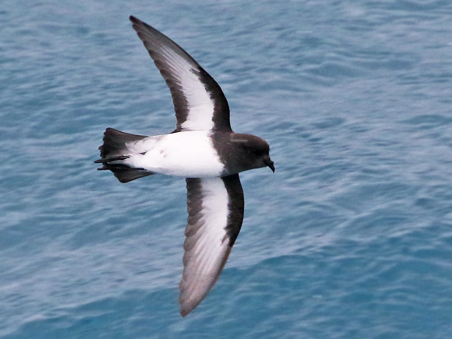 Gray-backed Storm-Petrel - Andrew Spencer