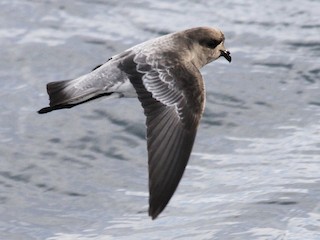 ヒメアシナガウミツバメ - eBird