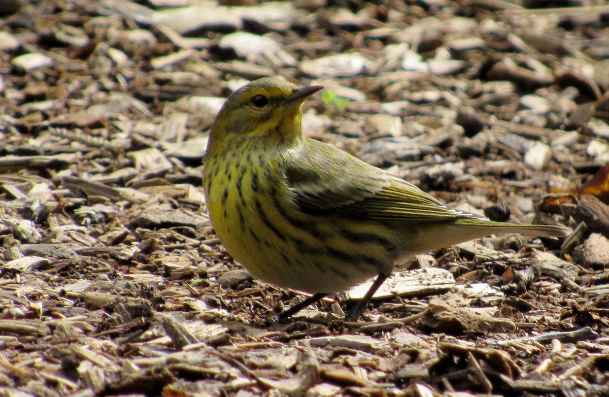 Cape May Warbler - ML116481211