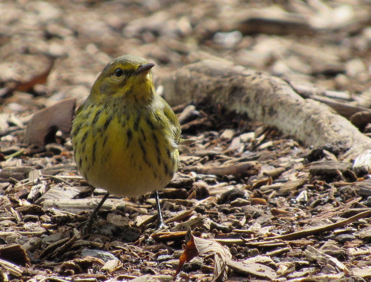 Cape May Warbler - Mark Chao