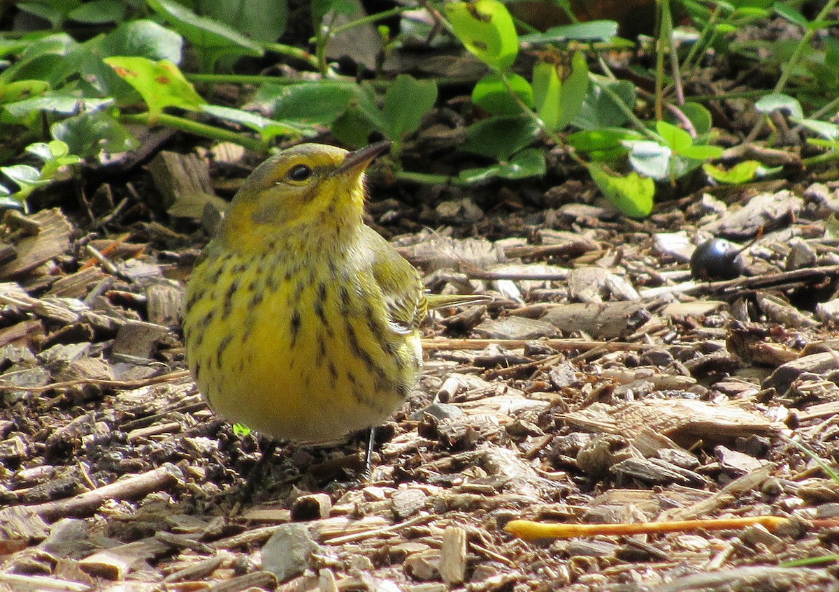 Cape May Warbler - ML116481701