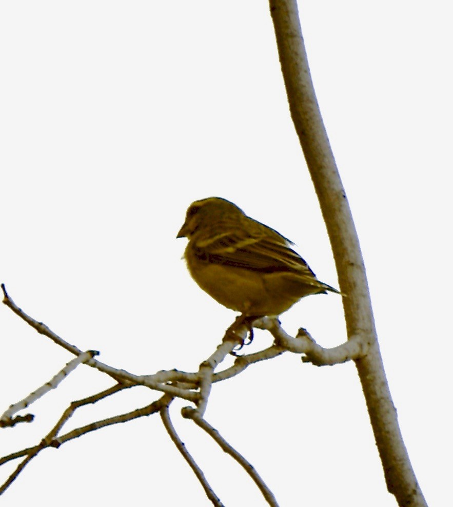Yellow-fronted Canary - Susan Mac