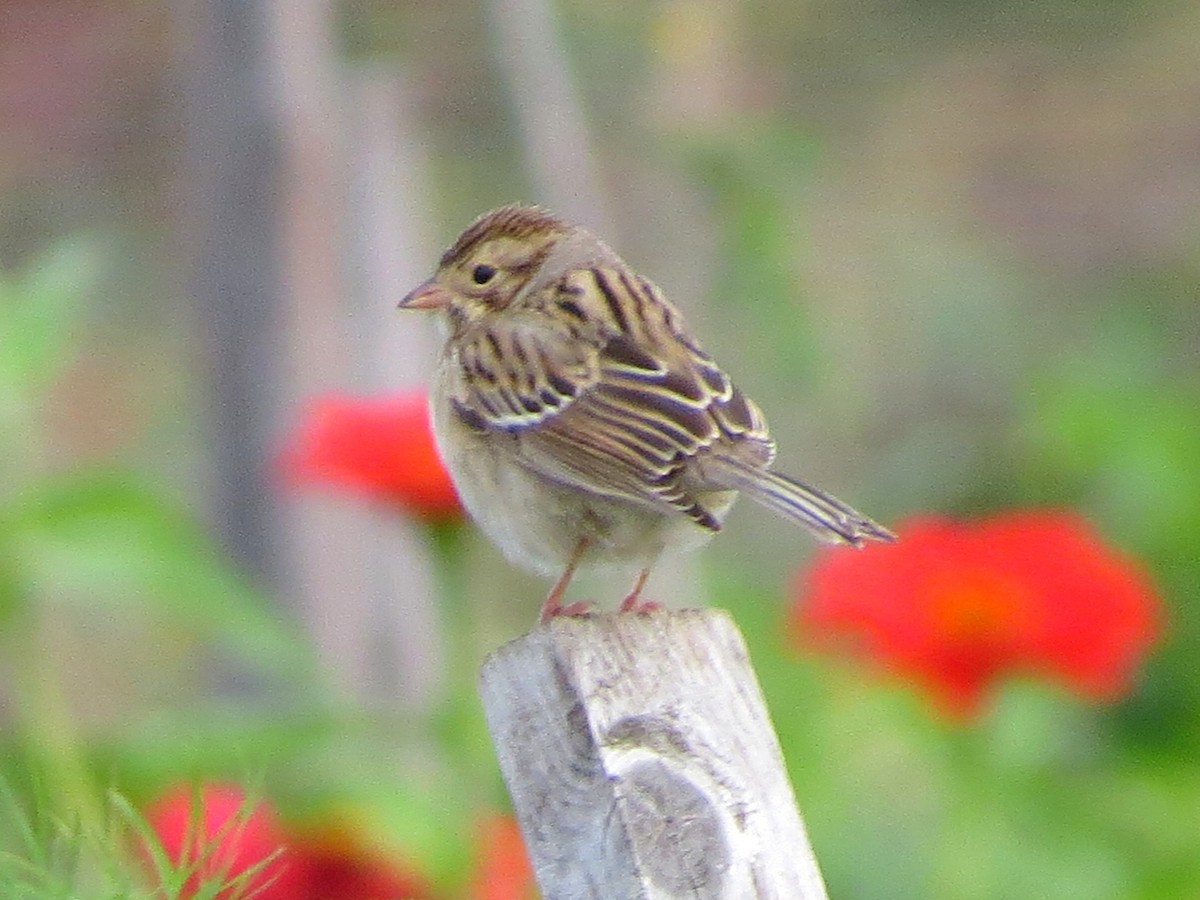 Clay-colored Sparrow - ML116487661