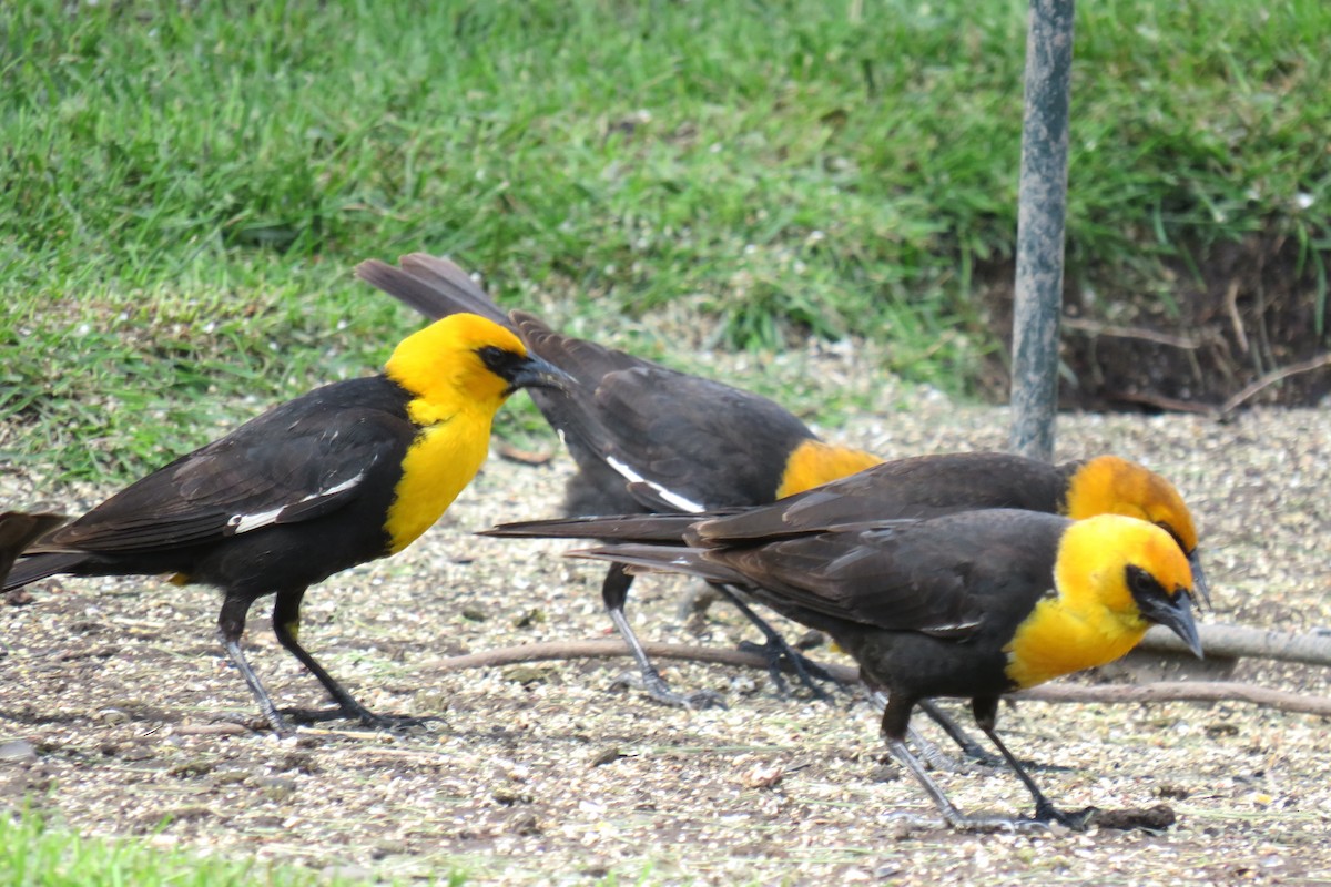 Yellow-headed Blackbird - ML116490871