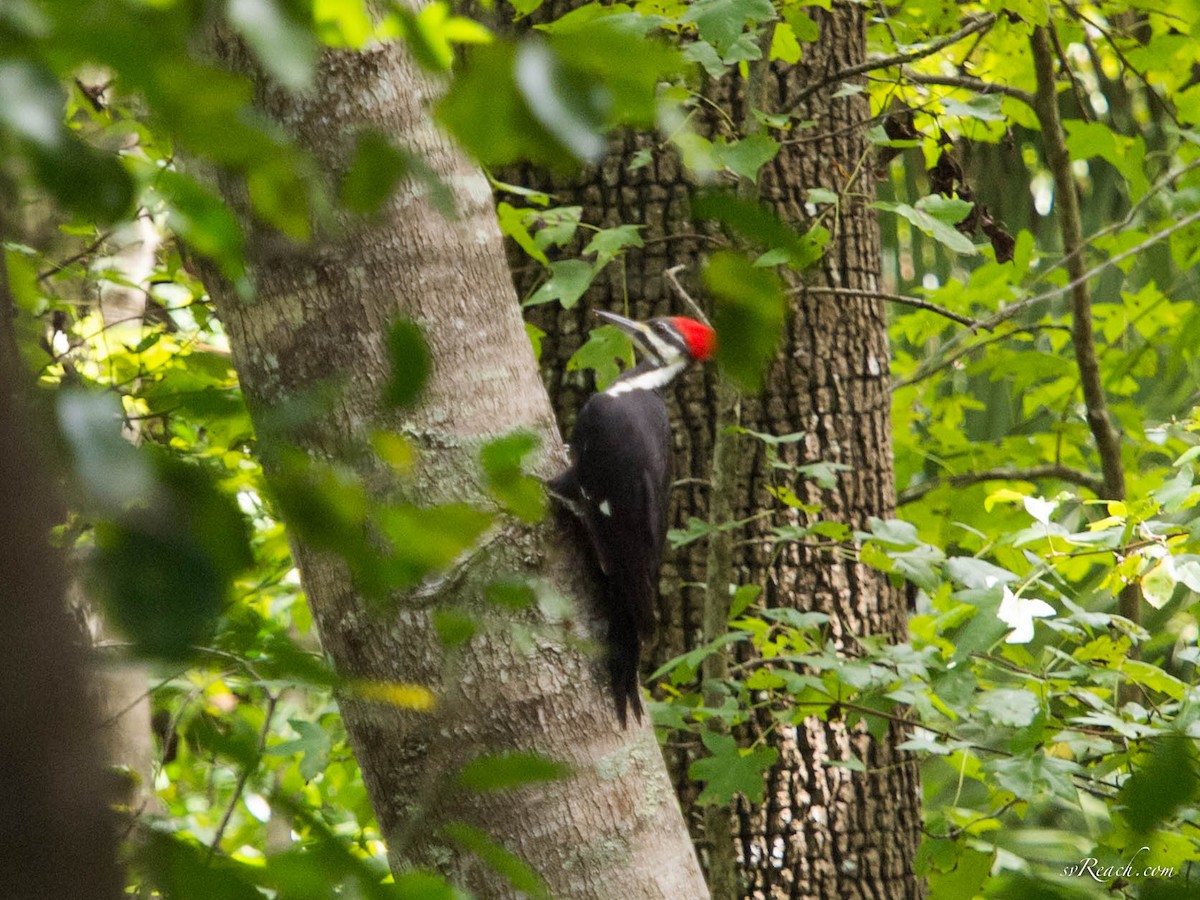 Pileated Woodpecker - Michele Kelly