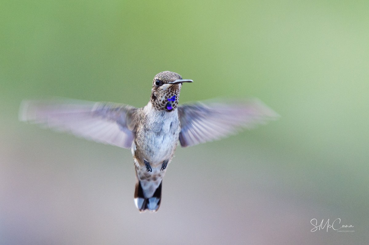 Black-chinned Hummingbird - Suzie McCann