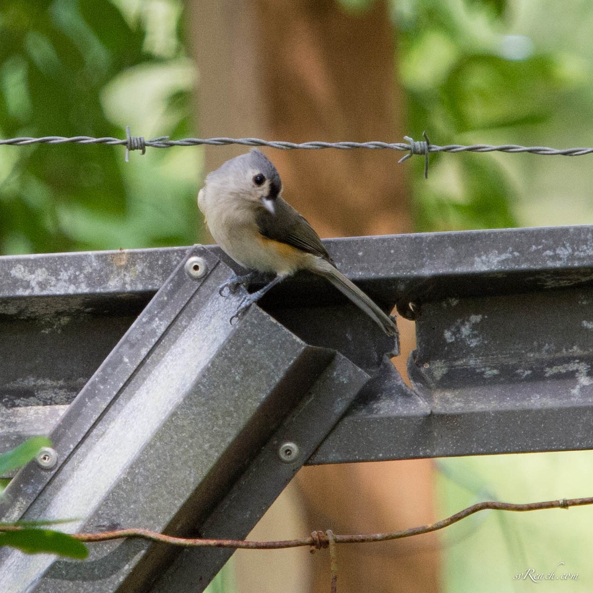 Tufted Titmouse - Michele Kelly