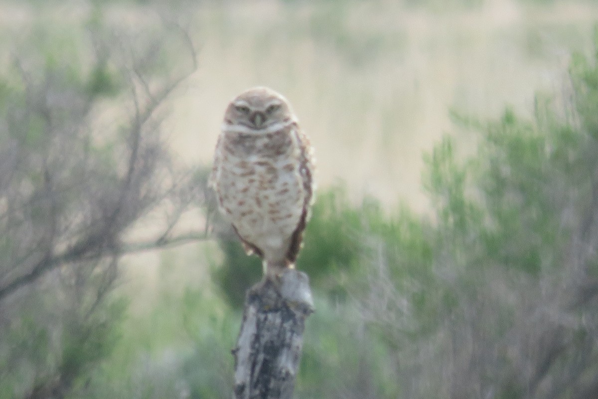 Burrowing Owl - ML116492711