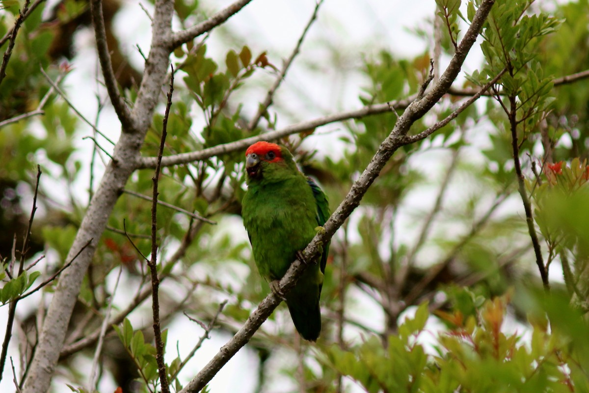 Pileated Parrot - ML116494371
