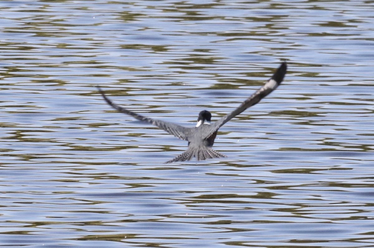 Belted Kingfisher - Millie and Peter Thomas