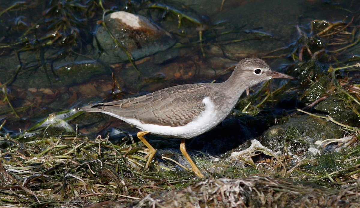 Spotted Sandpiper - Gary Jarvis