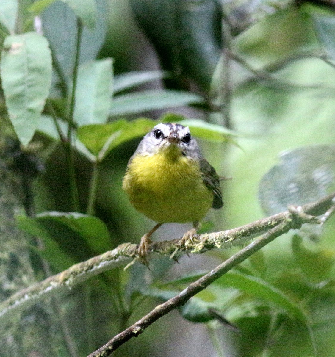 Golden-crowned Warbler (Golden-crowned) - ML116497141