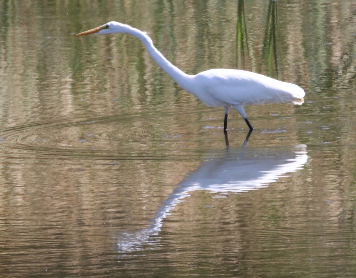Great Egret - Millie and Peter Thomas