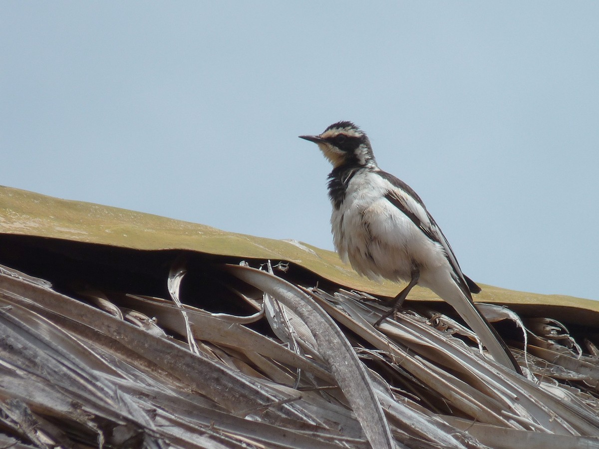 African Pied Wagtail - ML116497811