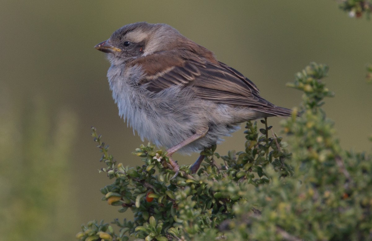 Cape Sparrow - Janis Grant