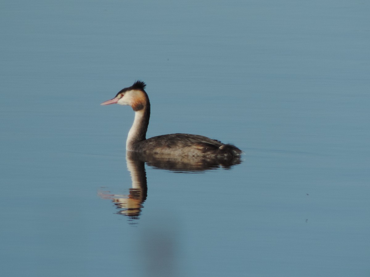 Great Crested Grebe - ML116503341