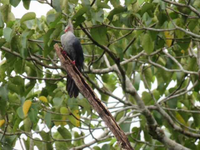 Crested Cuckoo-Dove - ML116503951